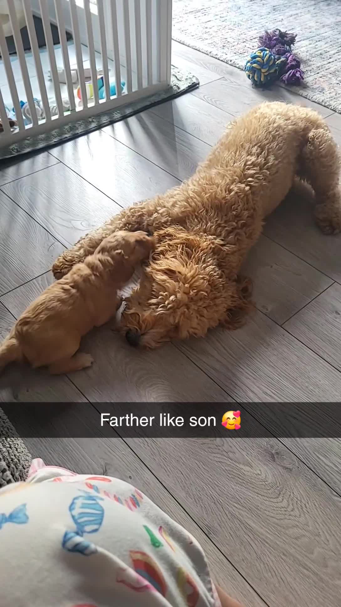 Cockapoo dogs for sale: Cockapoo puppies - Video 5