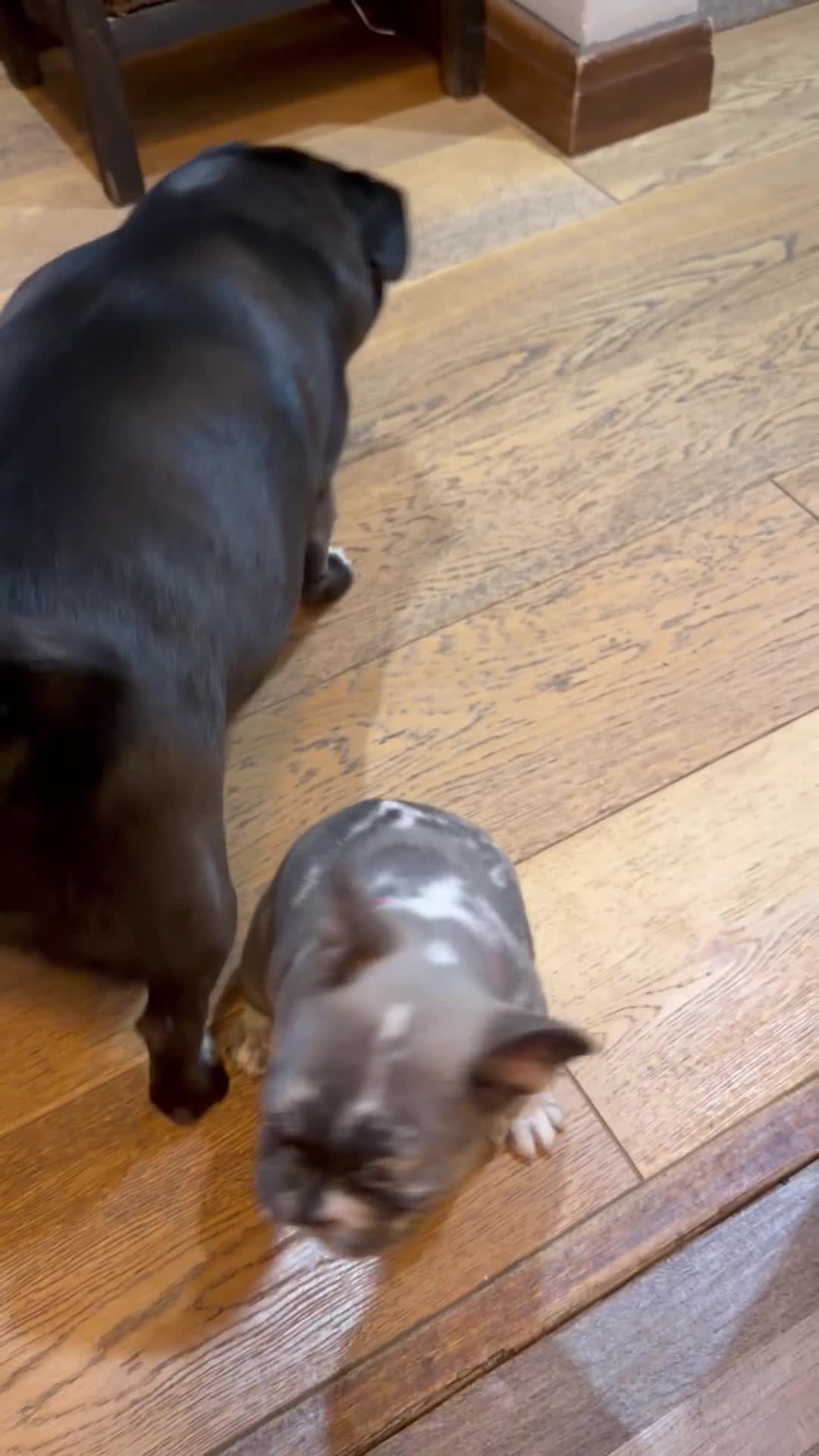 French Bulldog dogs for sale: Beautiful little Frenchie girl - Video 1