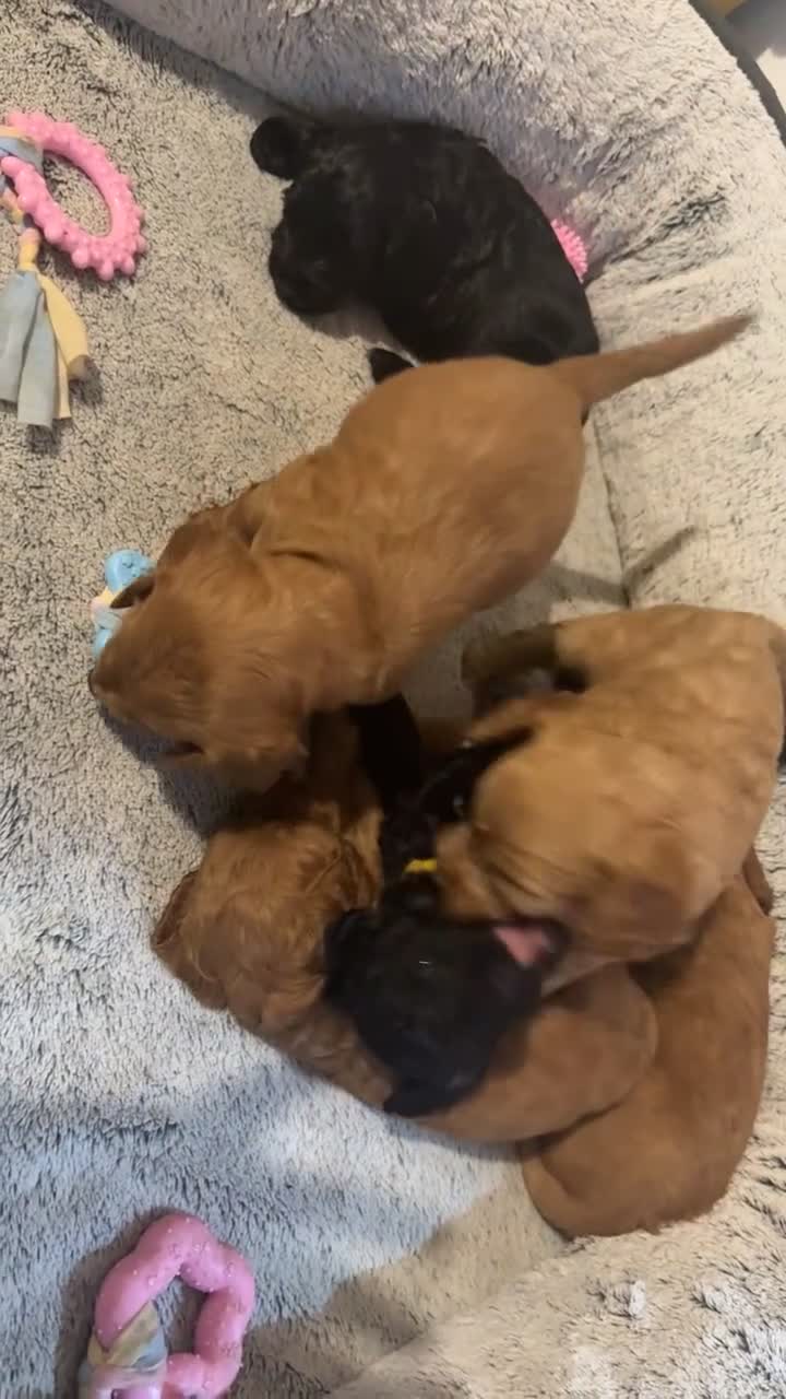Cockapoo dogs for sale: Stunning F2 cockapoo pups  - Video 1