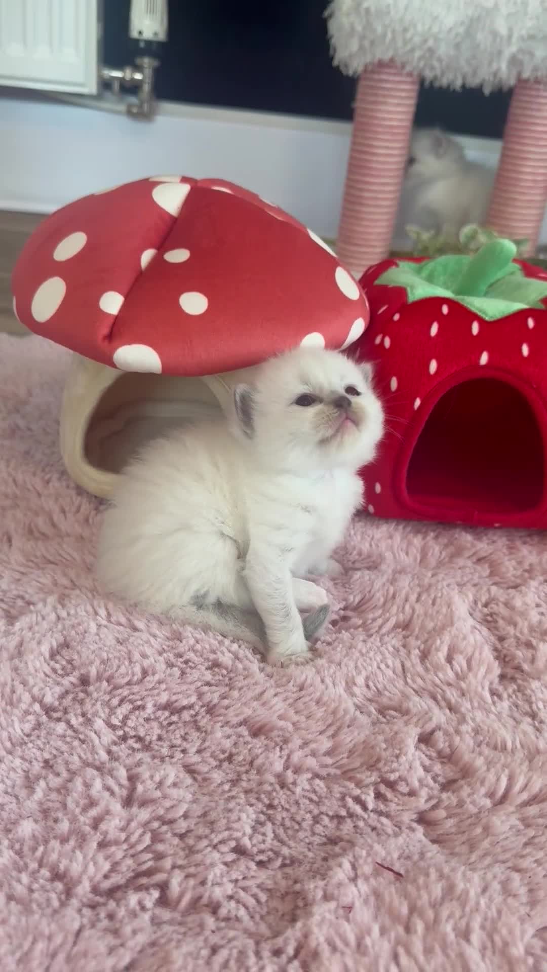 Ragdoll cats for sale: Pawtrait Perfect Ragdoll kittens in Hemel Hempstead - Video 5