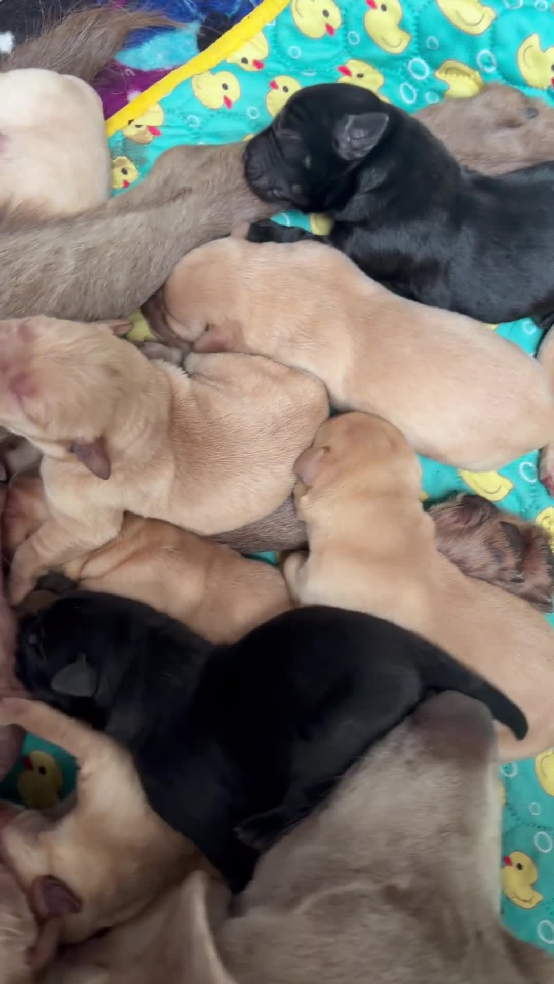 Labrador Retriever dogs for sale: 🐾🐕 New healthy, clean happy Labrador KC pup - Video 1