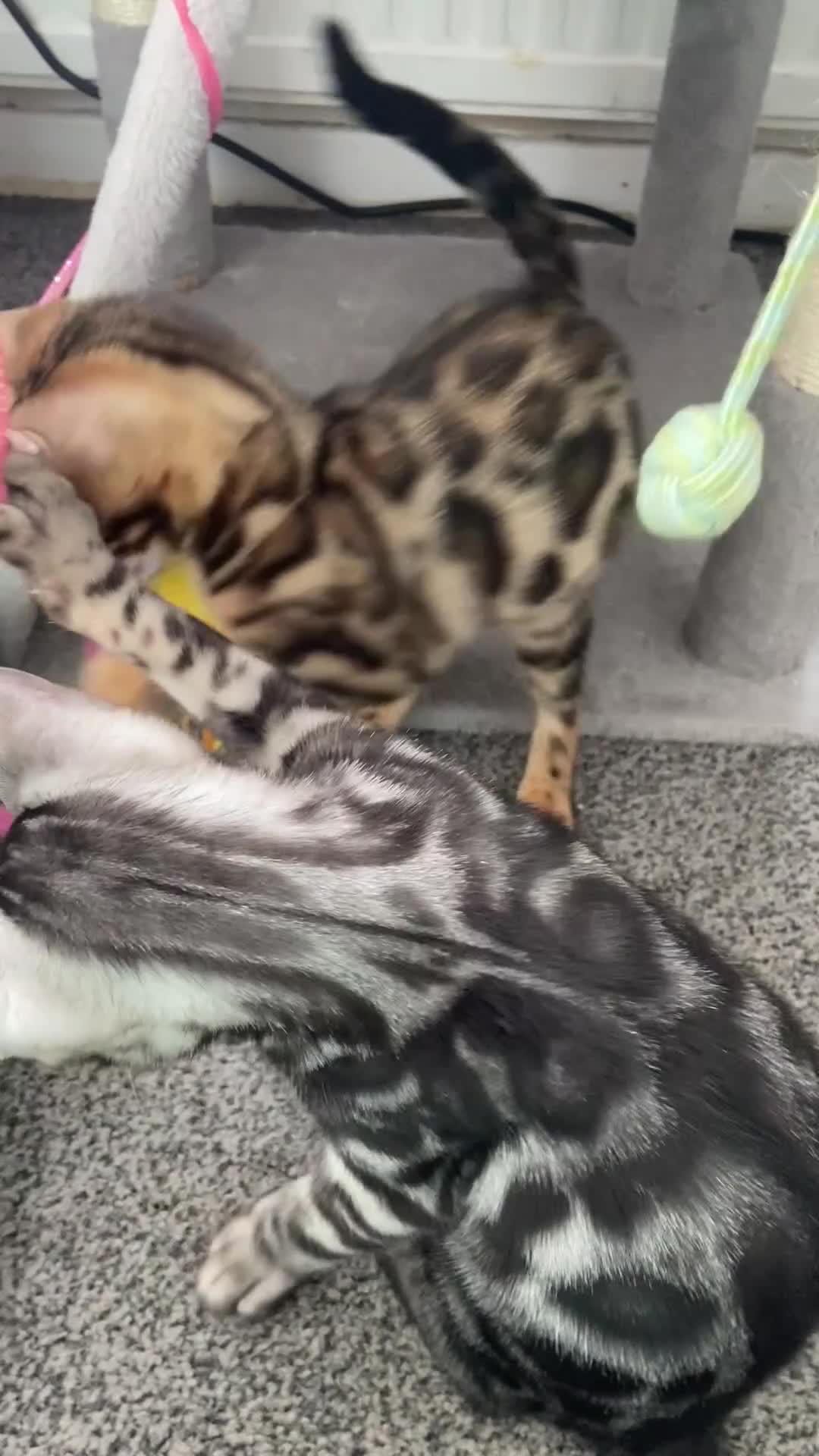 Bengal cats for sale: LAST THREE Ready now GCCF REGISTERED  - Video 1