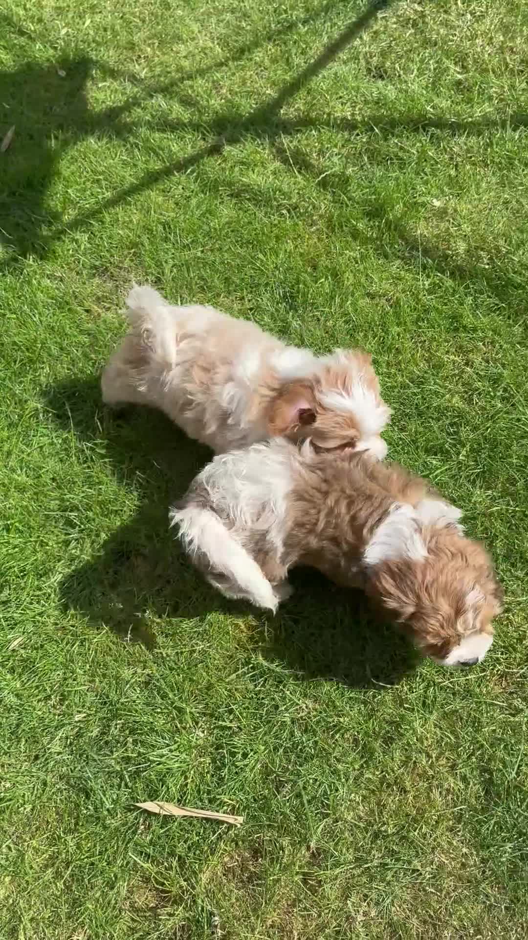 Cavachon dogs for sale: Cavachon Puppies 🐾🐶 1 GIRL LEFT REDUCED - Video 2