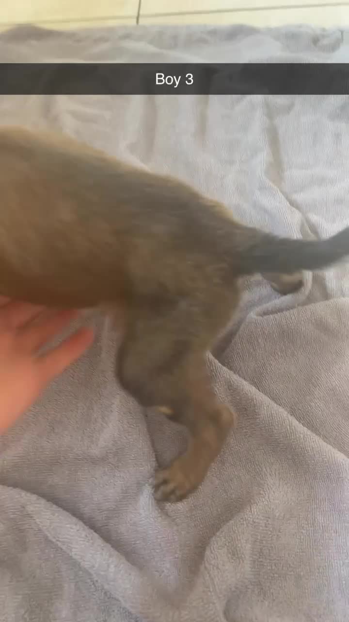 Mixed Breed dogs for sale: 5 saluki grayhound pups ready to go  - Video 4