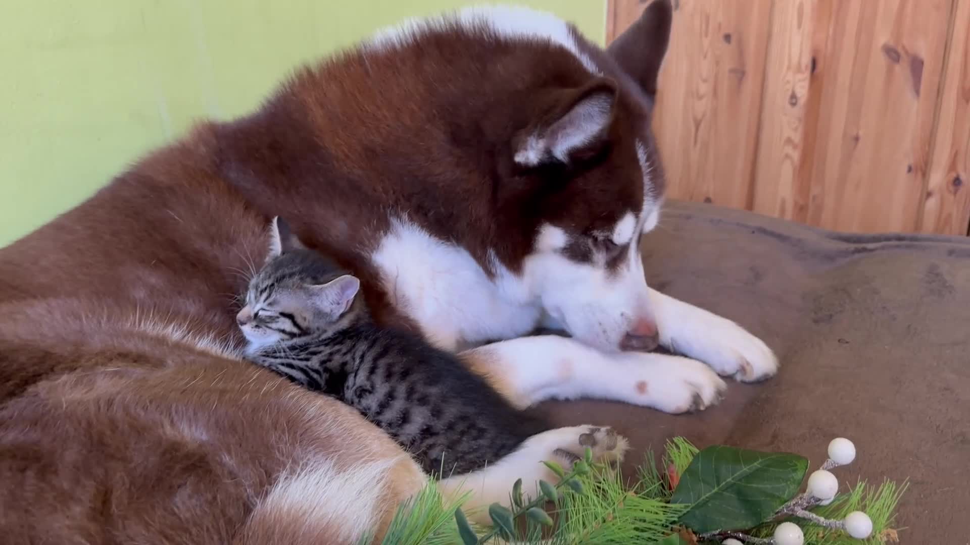 Mixed Breed cats for sale: Kittens from half Siamese mum - Video 3