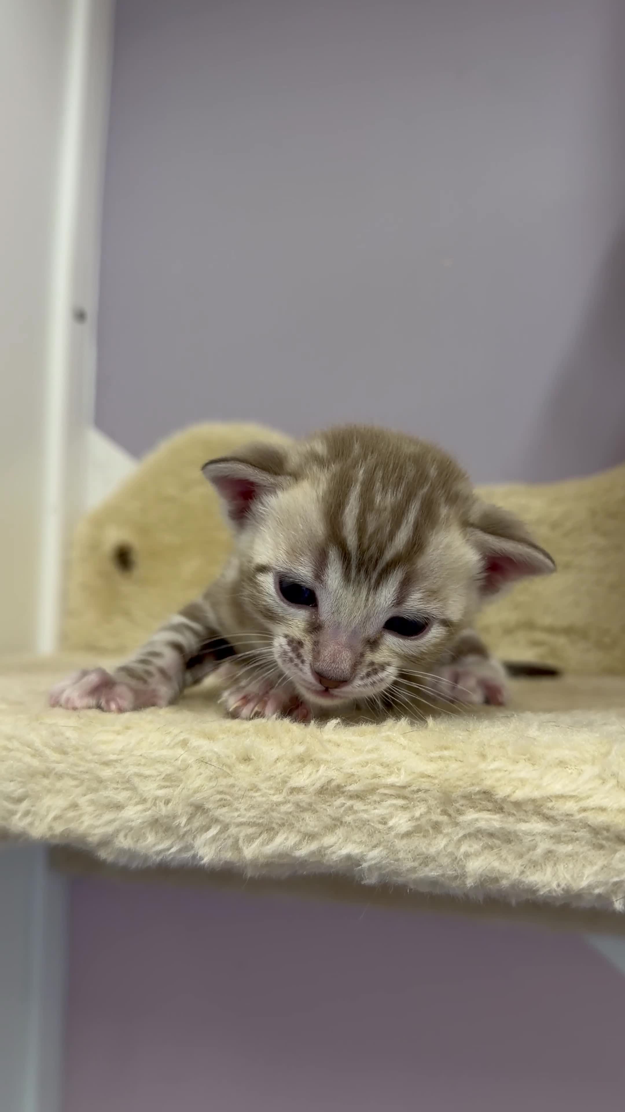 Bengal cats for sale: Rare Bengal colours - 3 Girls  - Video 1