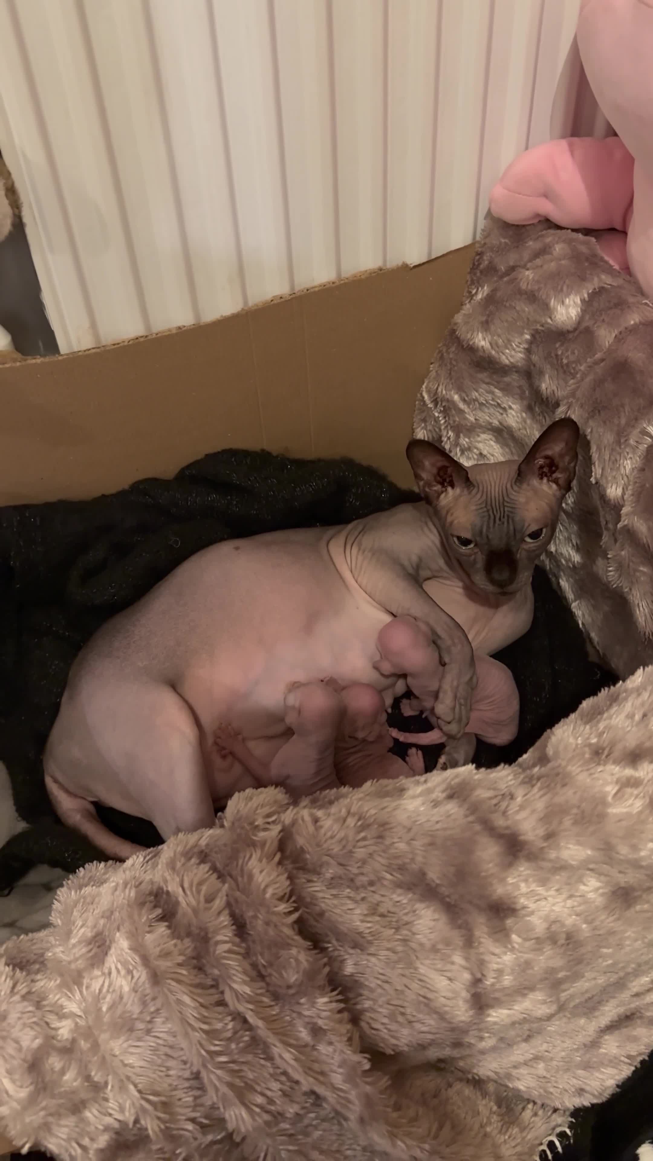 Sphynx cats for sale: Beautiful Tiny Kittens🐾 - Video 1