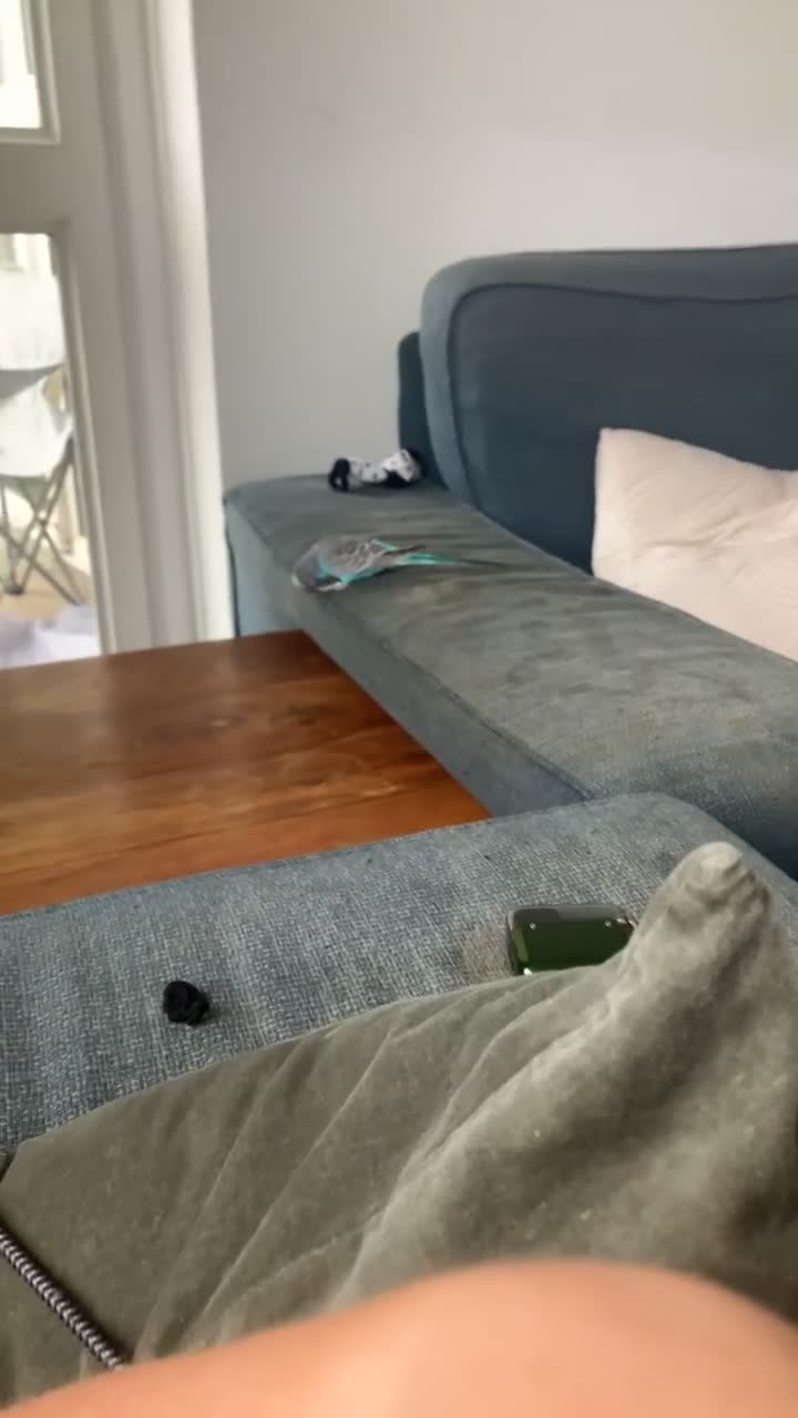 Budgerigars birds for sale: Blue male budgie for sale - Video 1