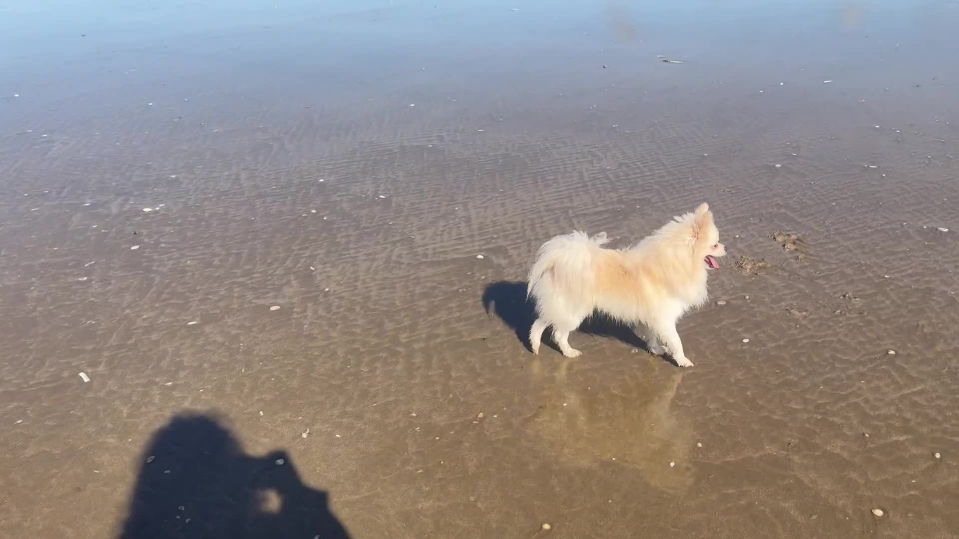 Pomchi dogs for sale: Beutiful  not neutered  - Video 1