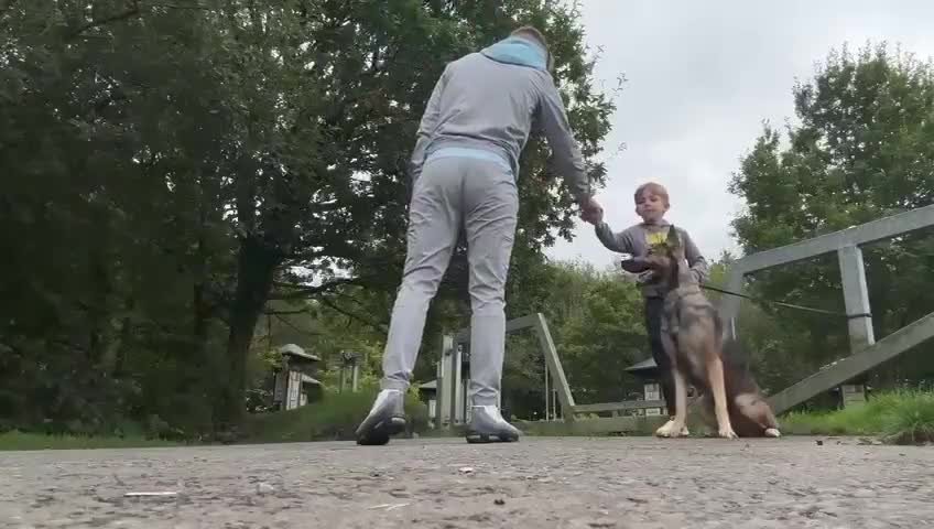 German Shepherd dogs for sale: Fully trained german shepherd bitch in Selby - Video 3