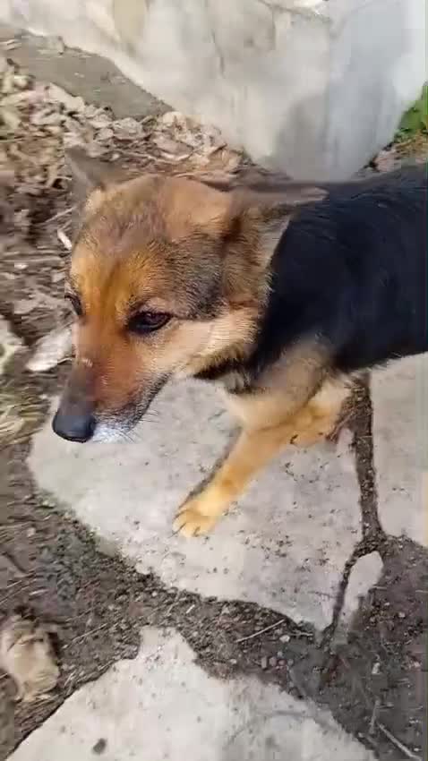 Mixed Breed dogs for adoption: Saved from traffic, now ready for a Loving Home in Nottingham - Video 2