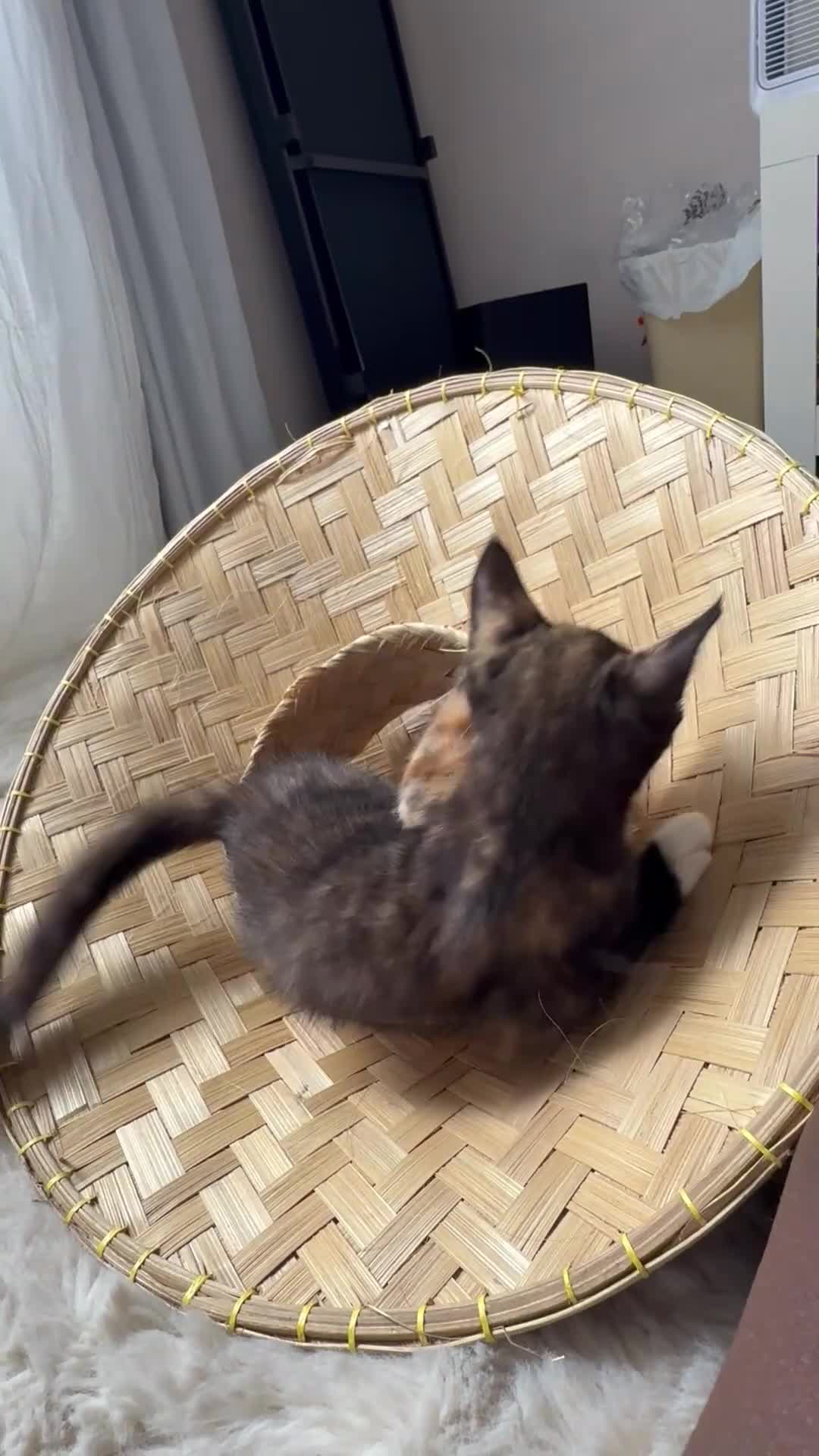 Mixed Breed cats for sale: 1 BEAUTIFUL KITTEN LEFT - 1 BOY! - Video 4