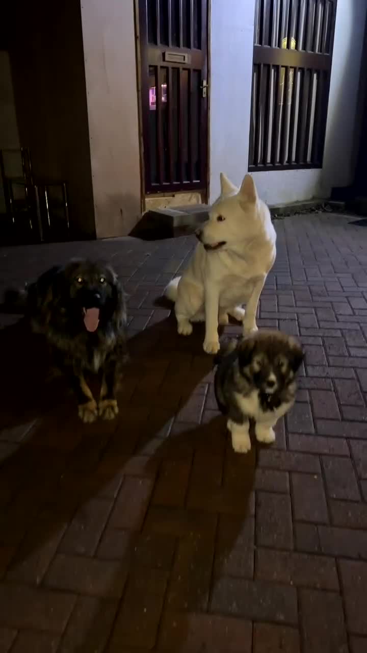 Mixed Breed dogs for sale: F1 Caucasian shepherd X American Akita  - Video 2