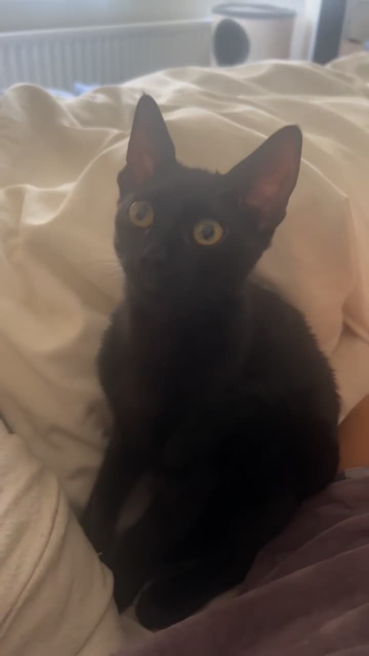 Mixed Breed cats for sale: Black Kitten - Video 3