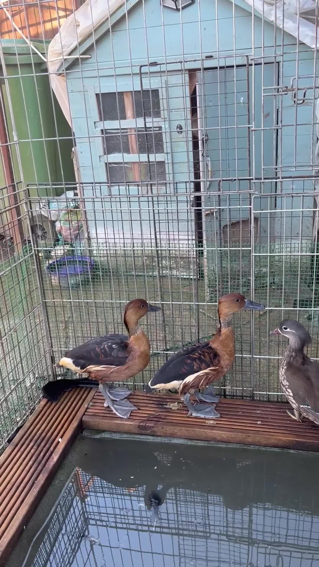 Waterfowl poultry for sale: Fulvous whistling ducks  - Video 1