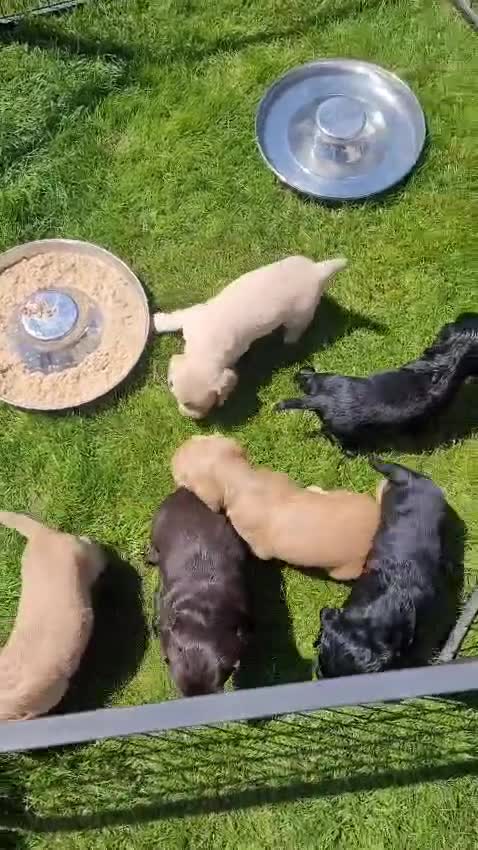 Cocker Spaniel dogs for sale:  Cocker spaniel puppies for sale  - Video 1
