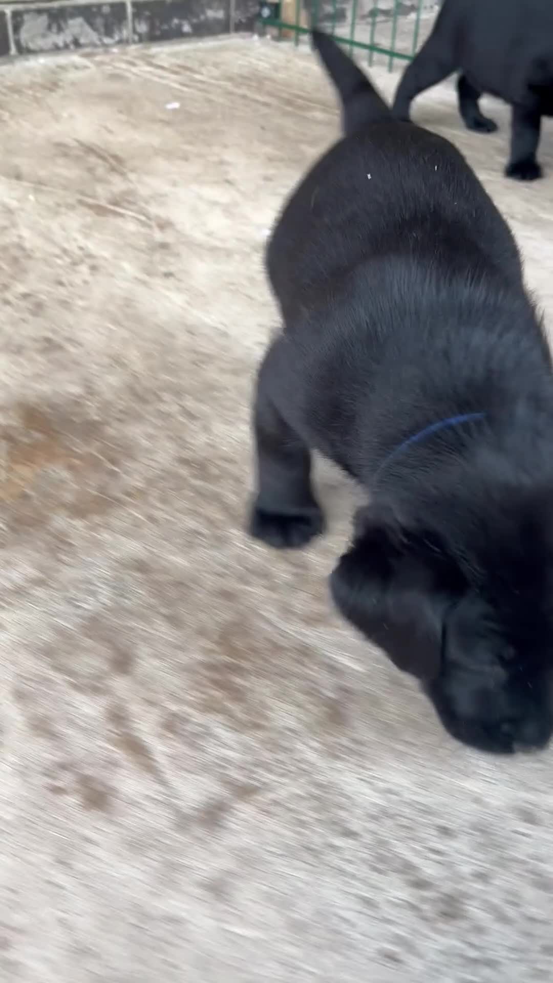 Labrador Retriever dogs for sale: Kc Registered Labrador retriever puppies. in Tamworth - Video 1