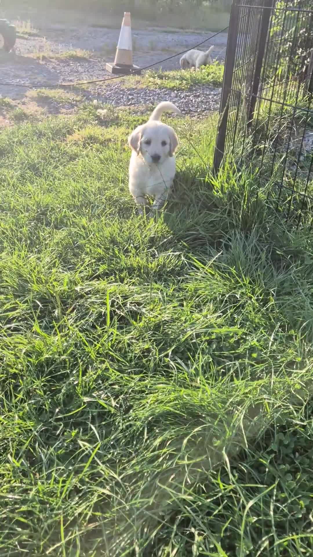 Goldendoodle dogs for sale: Beautiful Home-Raised F1 Goldendoodles Ready 23/7 - Video 1