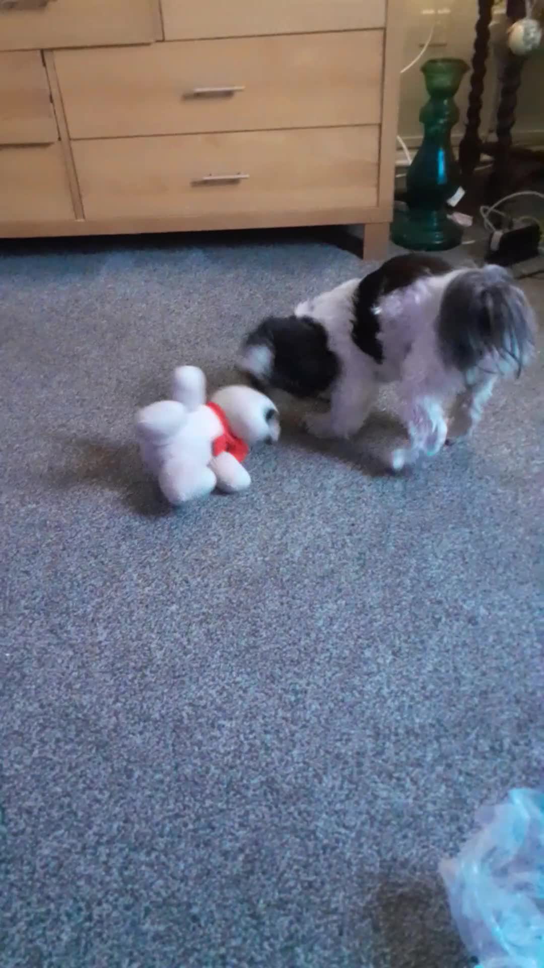Shih Tzu dogs for sale: Albert in Aylesbury - Video 2