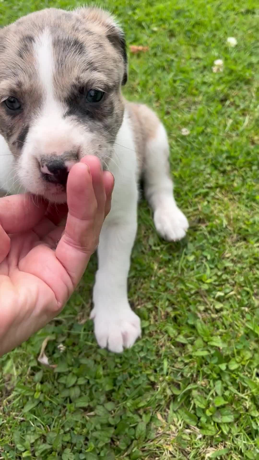 Mixed Breed dogs for sale: Border collie x lurcher puppies merle - Video 2
