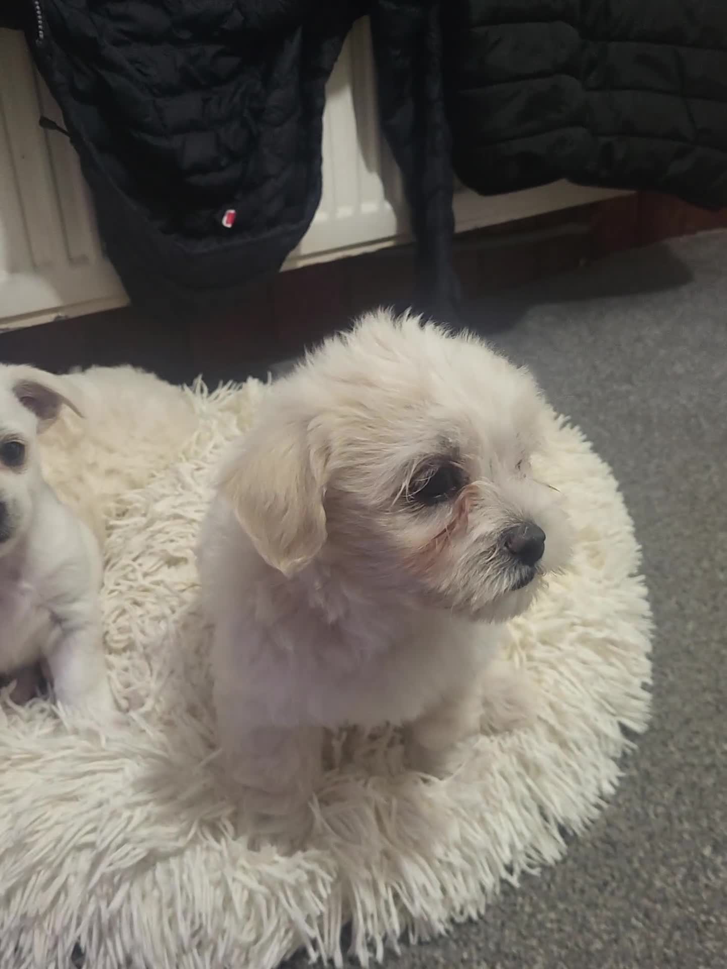 Bichon Frise dogs for sale: Bichon - Video 1
