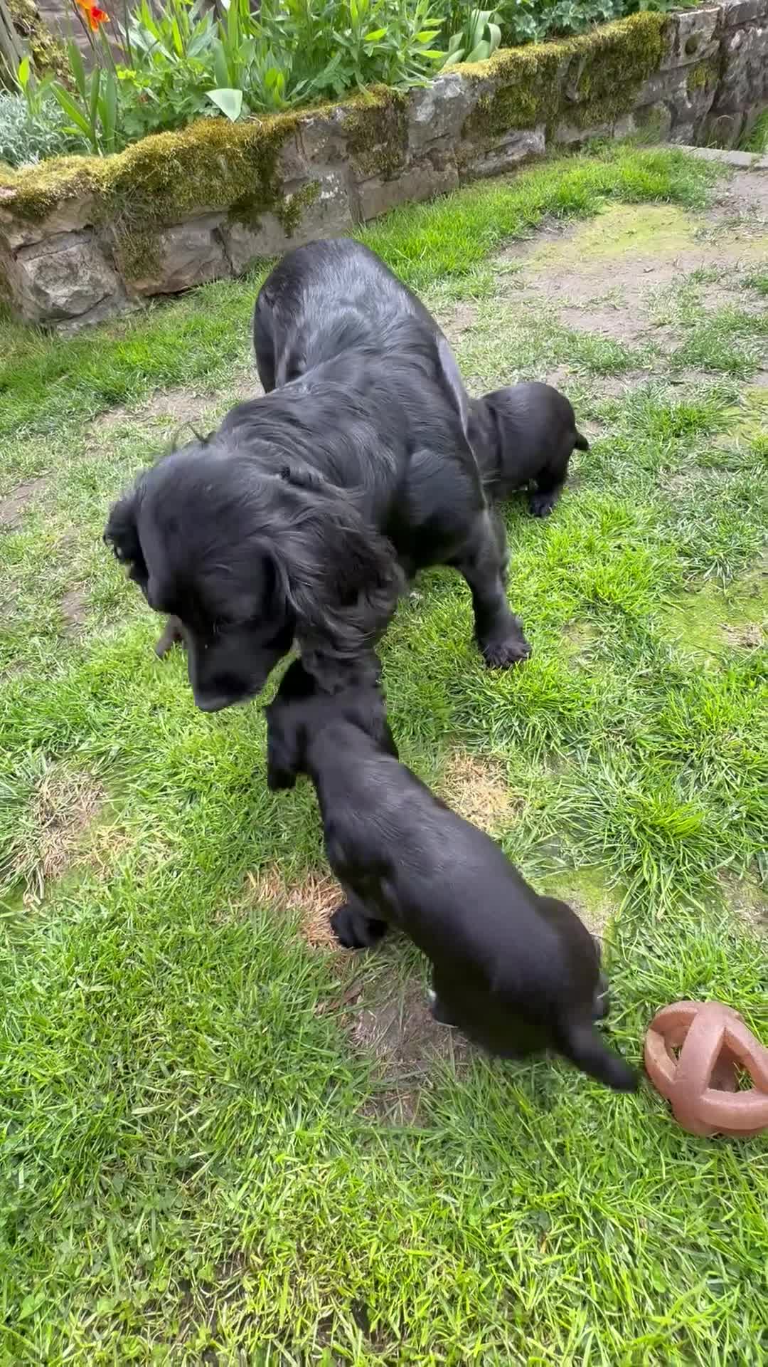 Cocker Spaniel dogs for sale: KC Registered Working Cockers  - Video 1
