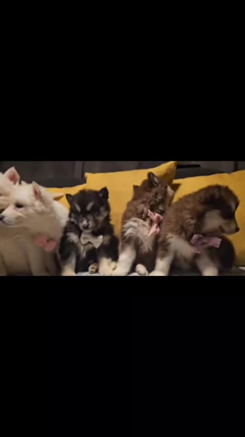 Siberian Husky dogs for sale: Wooly Siberian huskies - fully vaccinated  - Video 2
