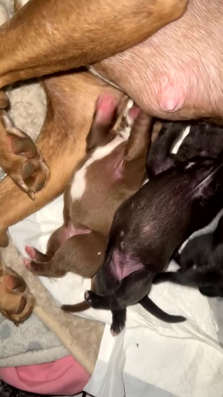 Mixed Breed dogs for sale: American bulldog cross Labrador  - Video 2