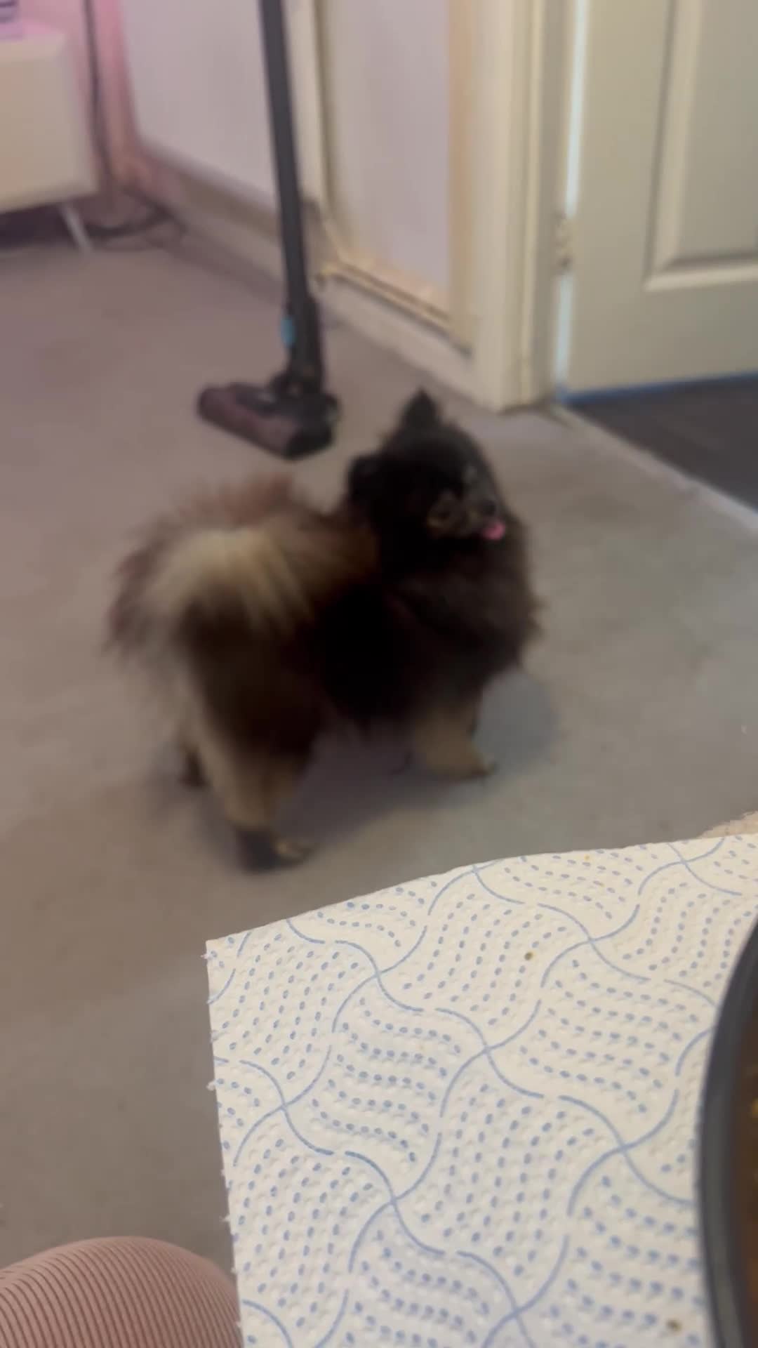 Pomeranian dogs for sale: KC, miniature Pomeranian - Video 2