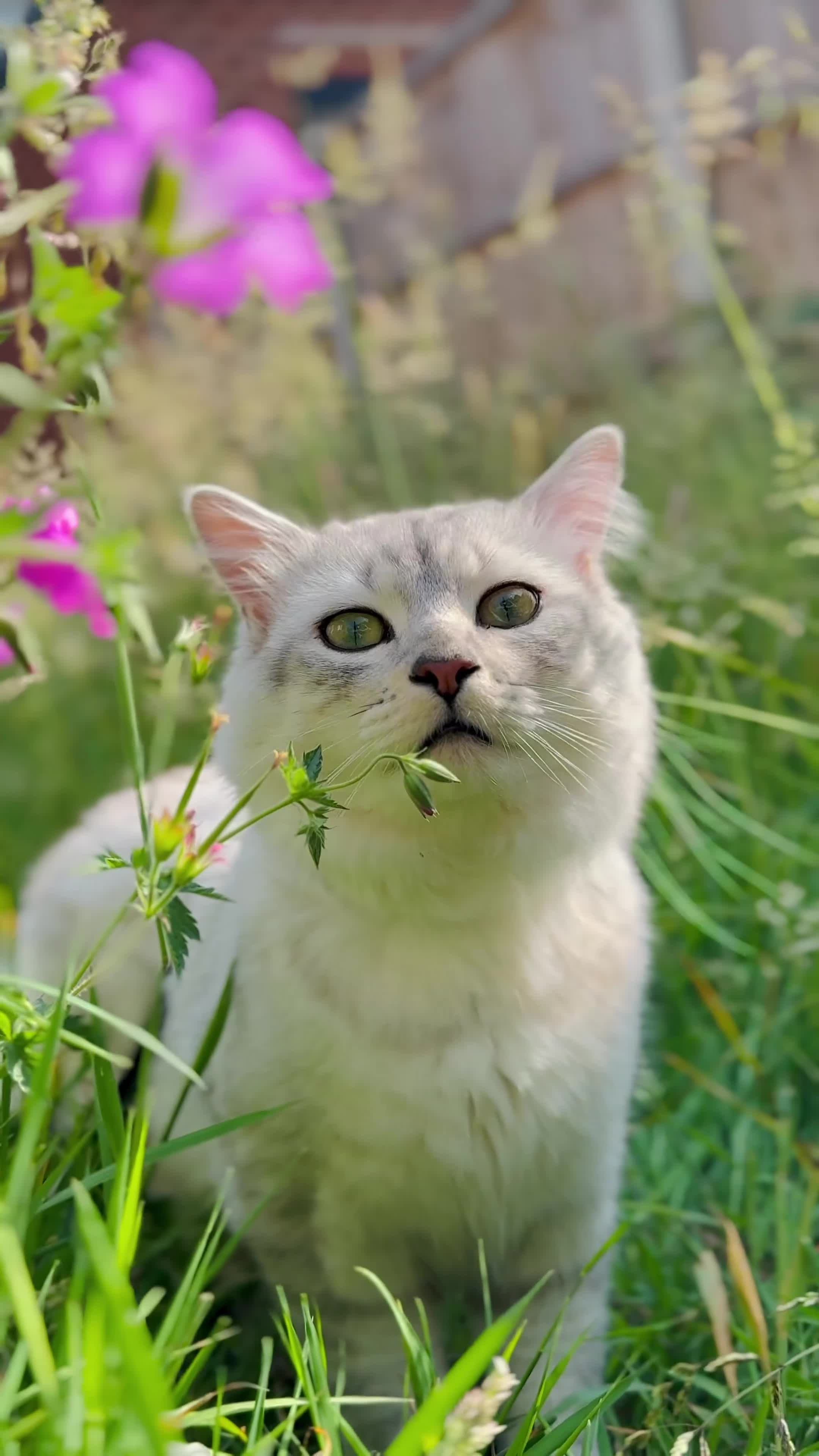 Mixed Breed cats for sale: Hi!I am butterscotch. I am available for adoption  - Video 1