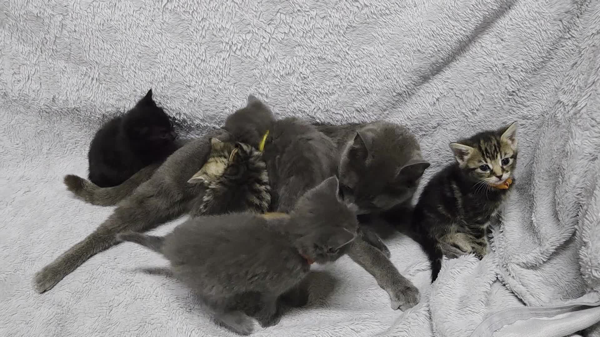 Mixed Breed cats for sale: Beautiful kittens looking for their forever homes  - Video 2
