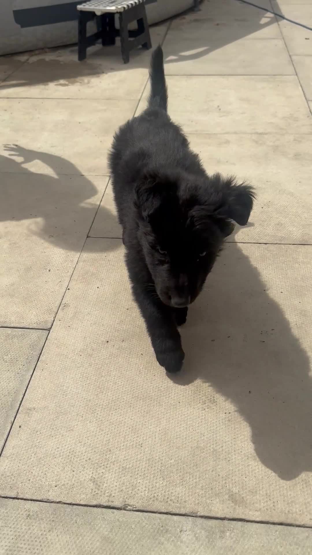 German Shepherd dogs for sale: Top Quality German Shephard one girl left - Video 1