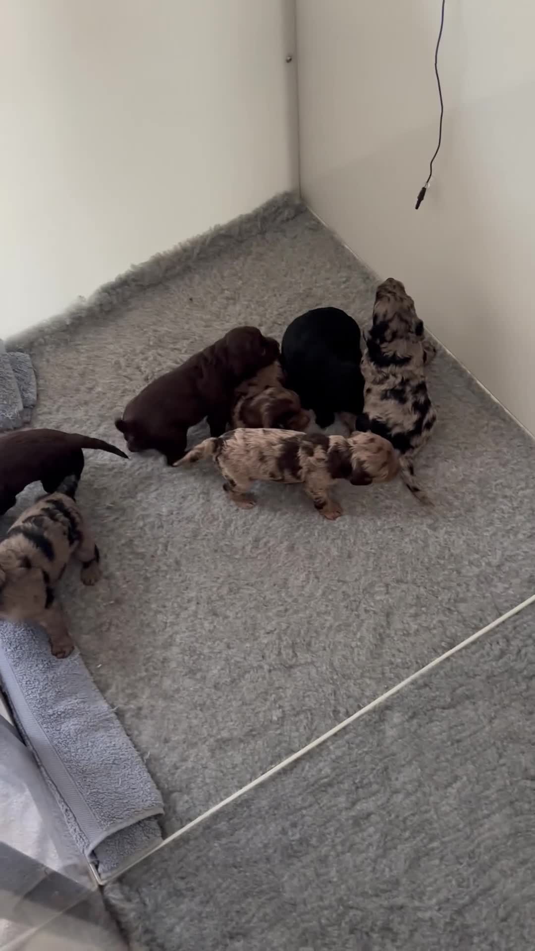 Cockapoo dogs for sale: F1 Miniature Cockapoos  in Stockton-on-Tees - Video 1