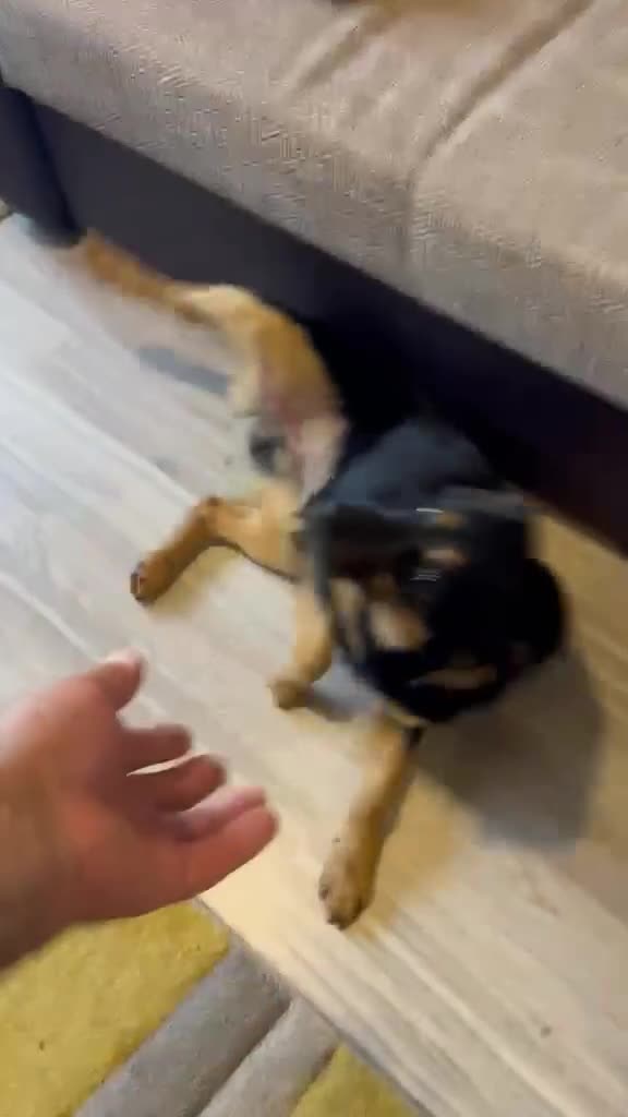 Mixed Breed dogs for adoption: CUTE DEZSO NEEDS LOVE - Video 1