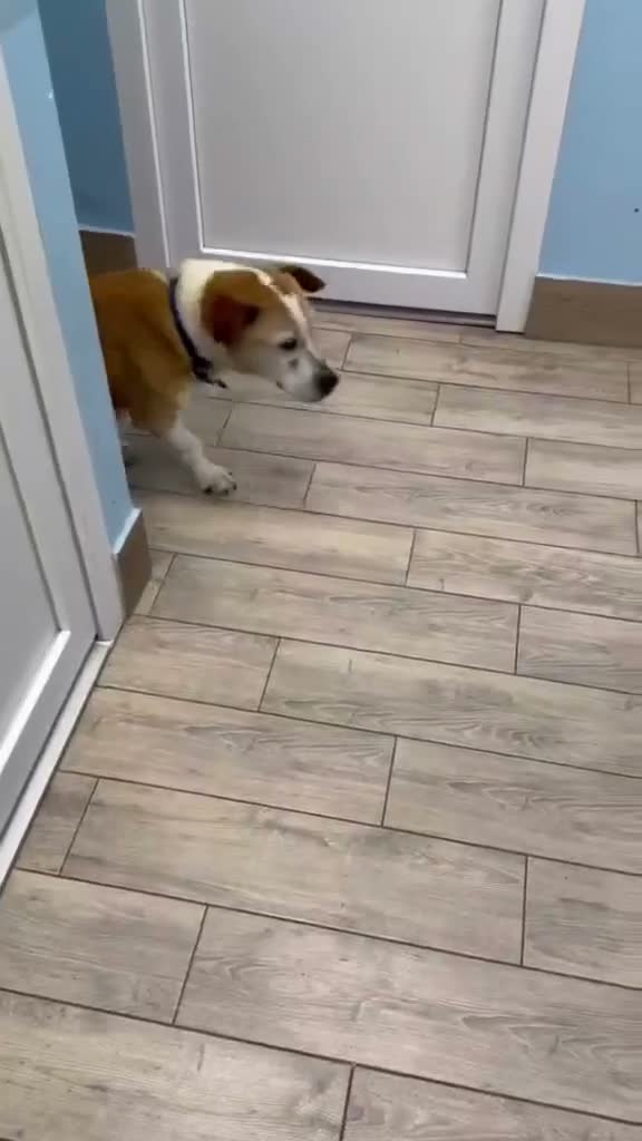 Mixed Breed dogs for adoption: GRANDPA - could you be his hero? - Video 1