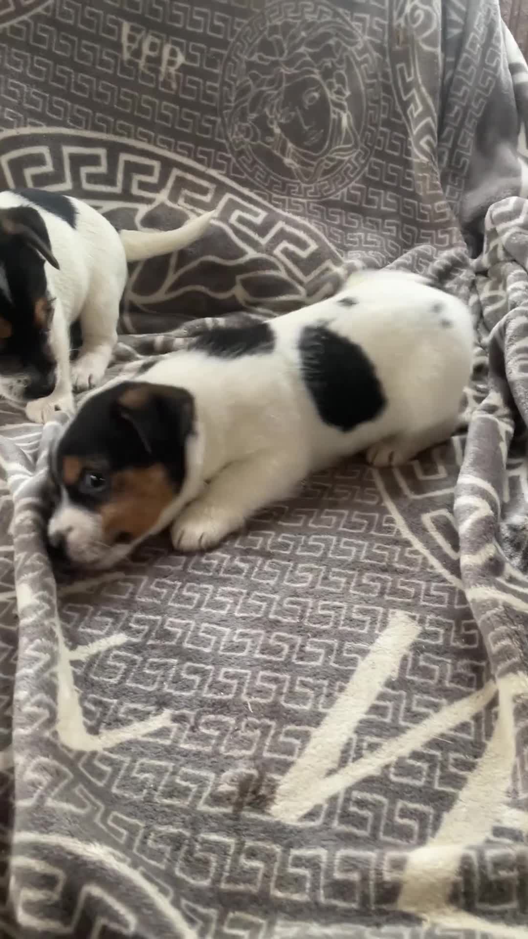 Jack Russell dogs for sale: Jack Russell 2 girls 1 boy - Video 1