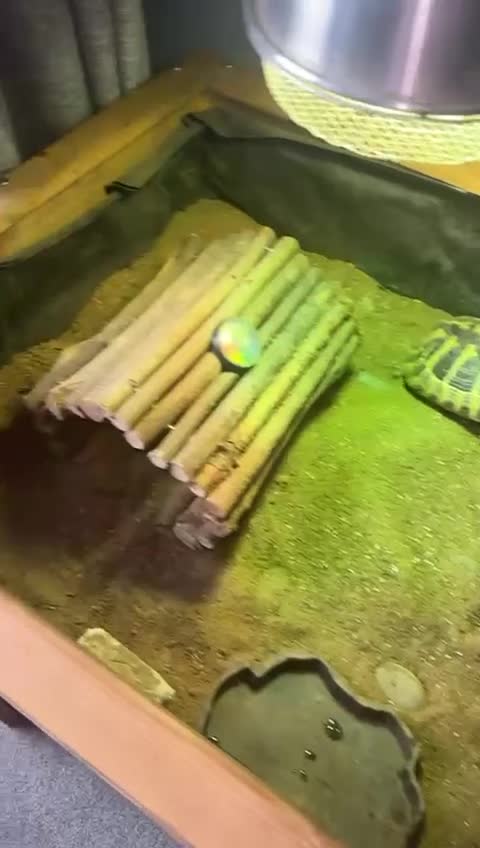 Tortoise reptiles for sale: Hermann tortoise.  in Oxford - Video 2