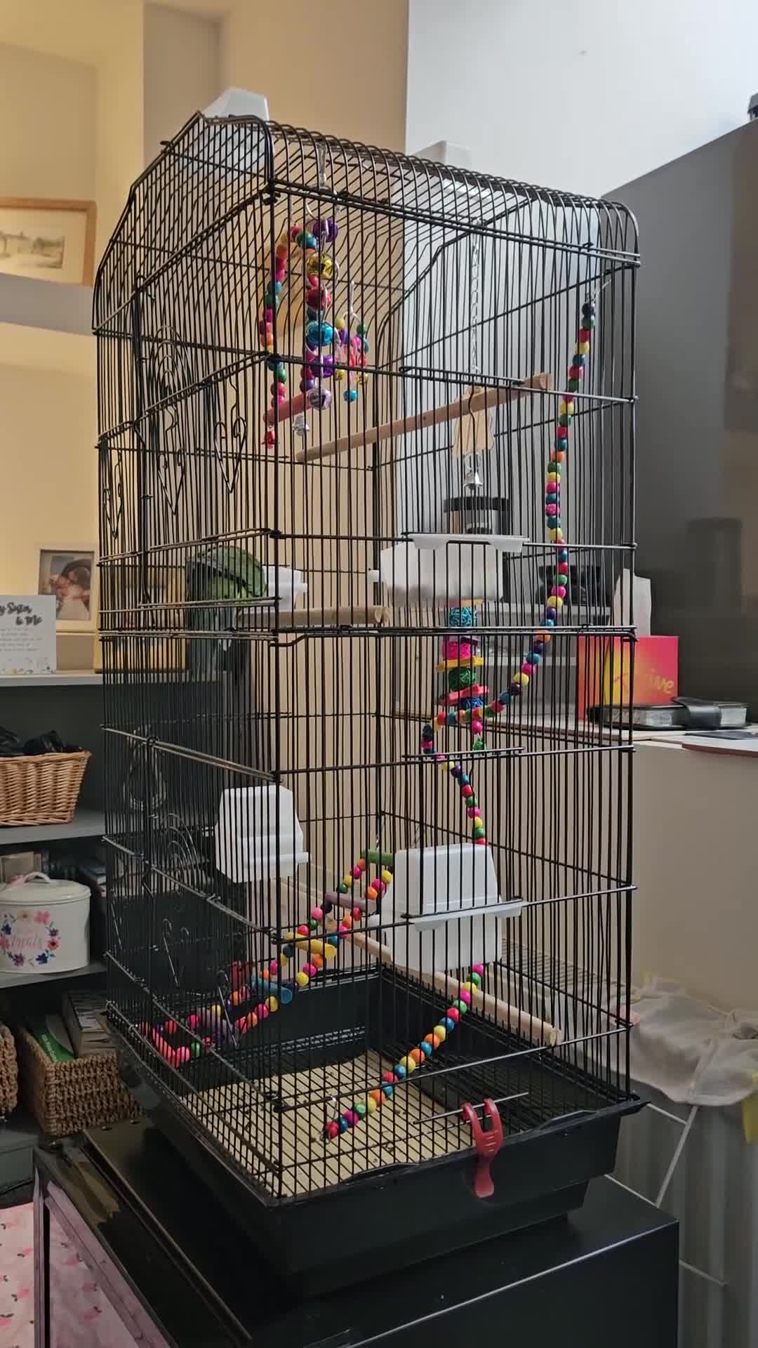 Conures birds for sale: Male Kakariki - Video 1