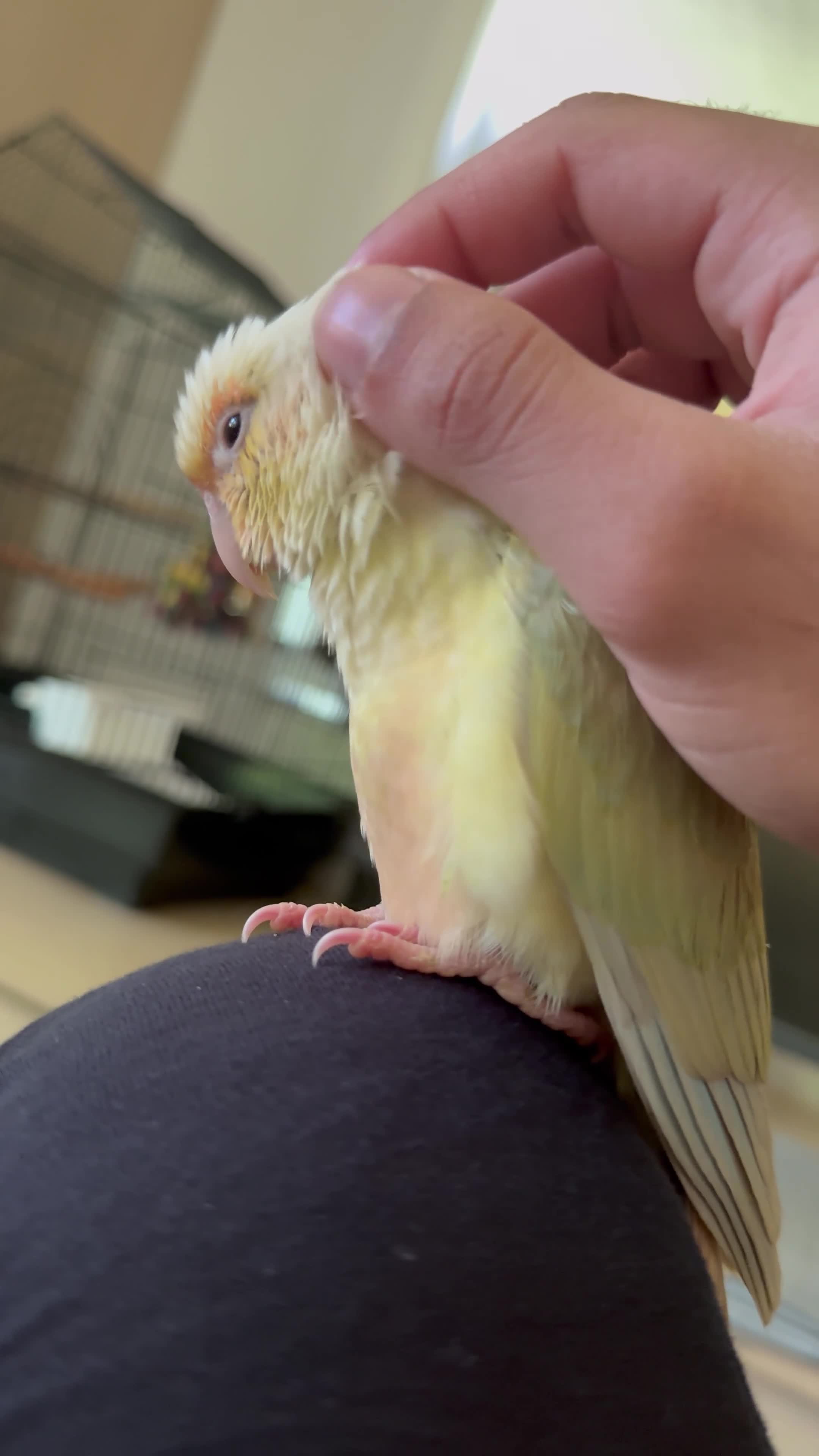 Conures birds for sale: Rehoming The Sweetest Moon Cheek Conure - Video 2