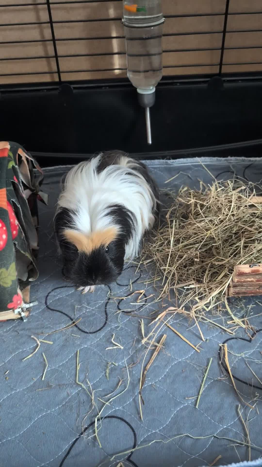 Guinea Pig rodents for sale: 2 female guinea pigs  in Prestonpans - Video 1
