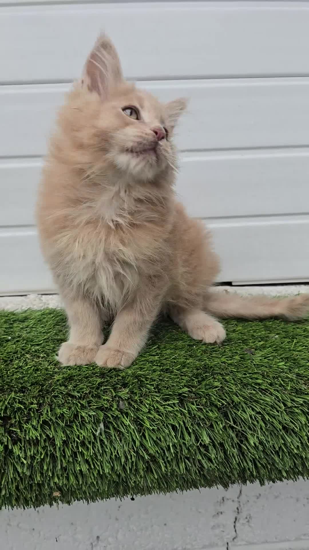Maine Coon cats for sale: Beautiful gccf pet registered maine coon babies  - Video 4