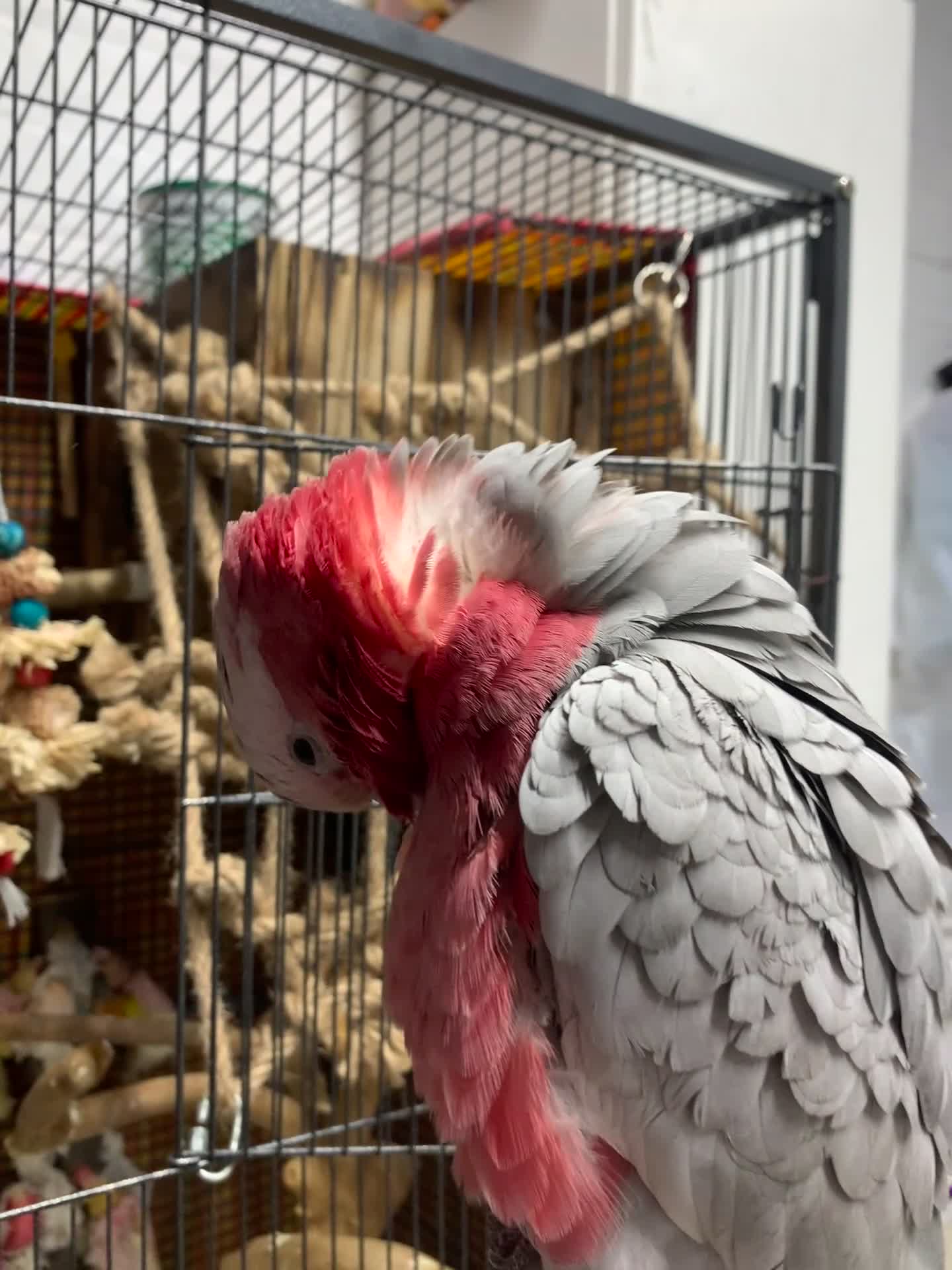Cockatoo birds for sale: Galah cockatoo  - Video 1