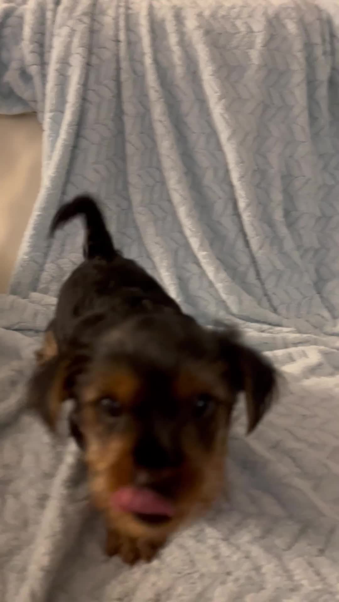 Yorkshire Terrier dogs for sale: READY TO LEAVE..YORKSHIRE TERRIERS in Bolton - Video 2