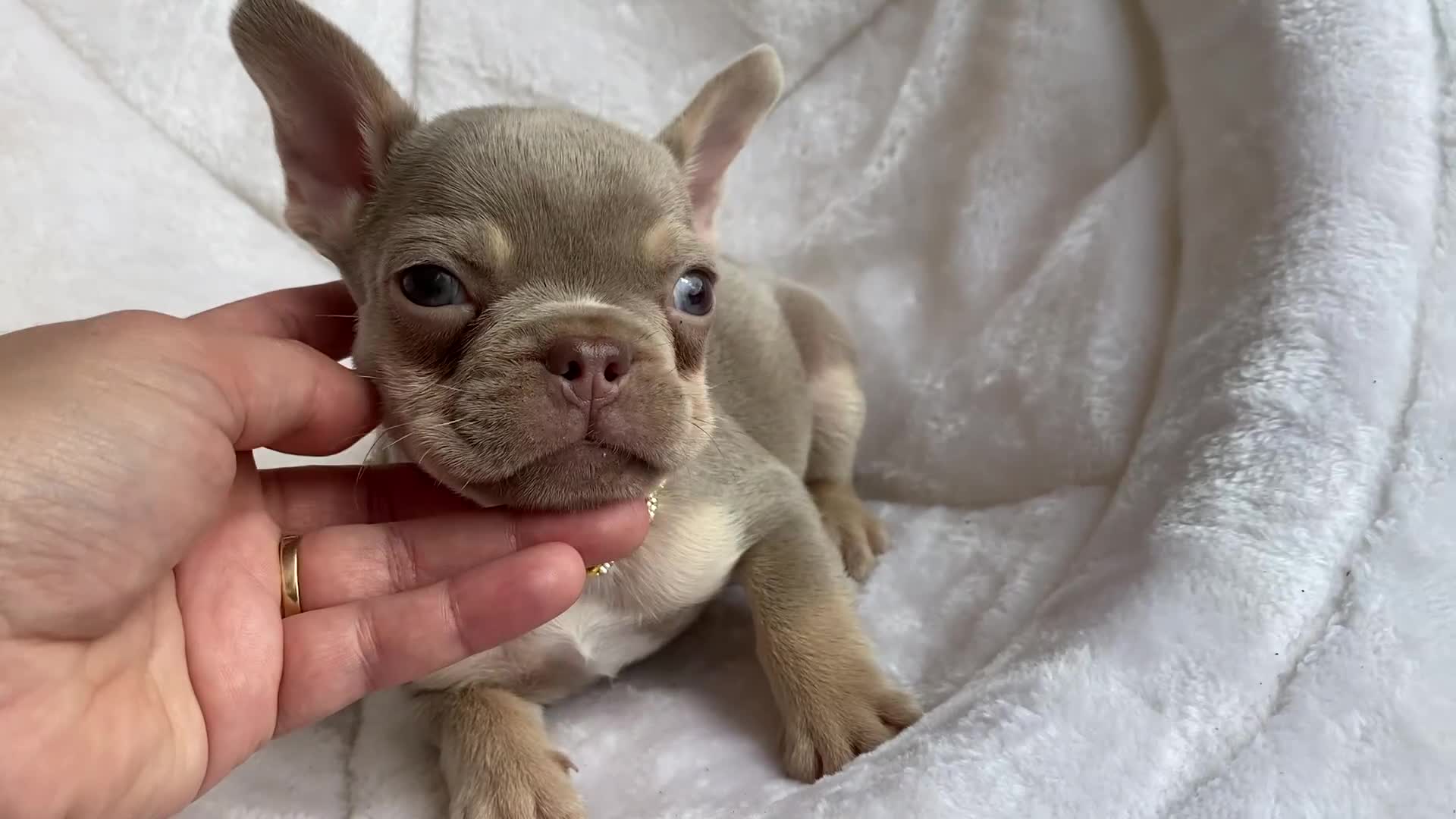 French Bulldog dogs for sale: NEWSHADE ISABELLA FRENCH BULLDOGS - Video 4