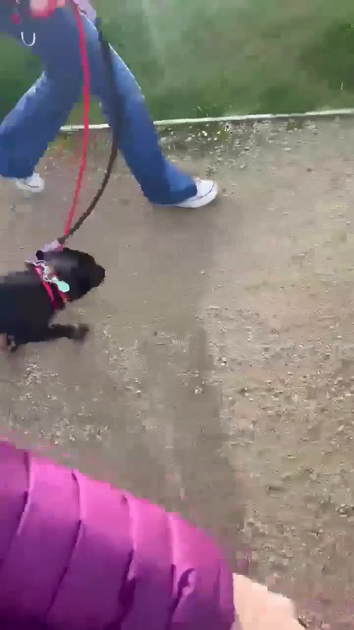 Mixed Breed dogs for adoption: TUX Small body BIG personality - Video 1