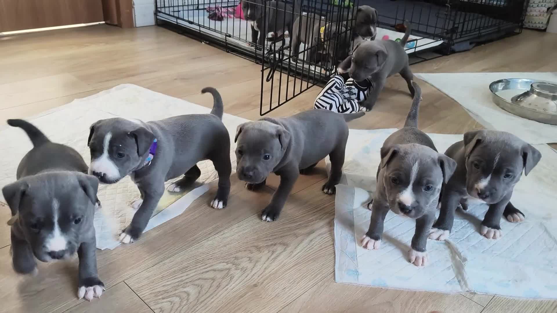 Staffordshire Bull Terrier dogs for sale: Blue Staffordshire bull terrier puppies 🐶🐕🐾 - Video 2