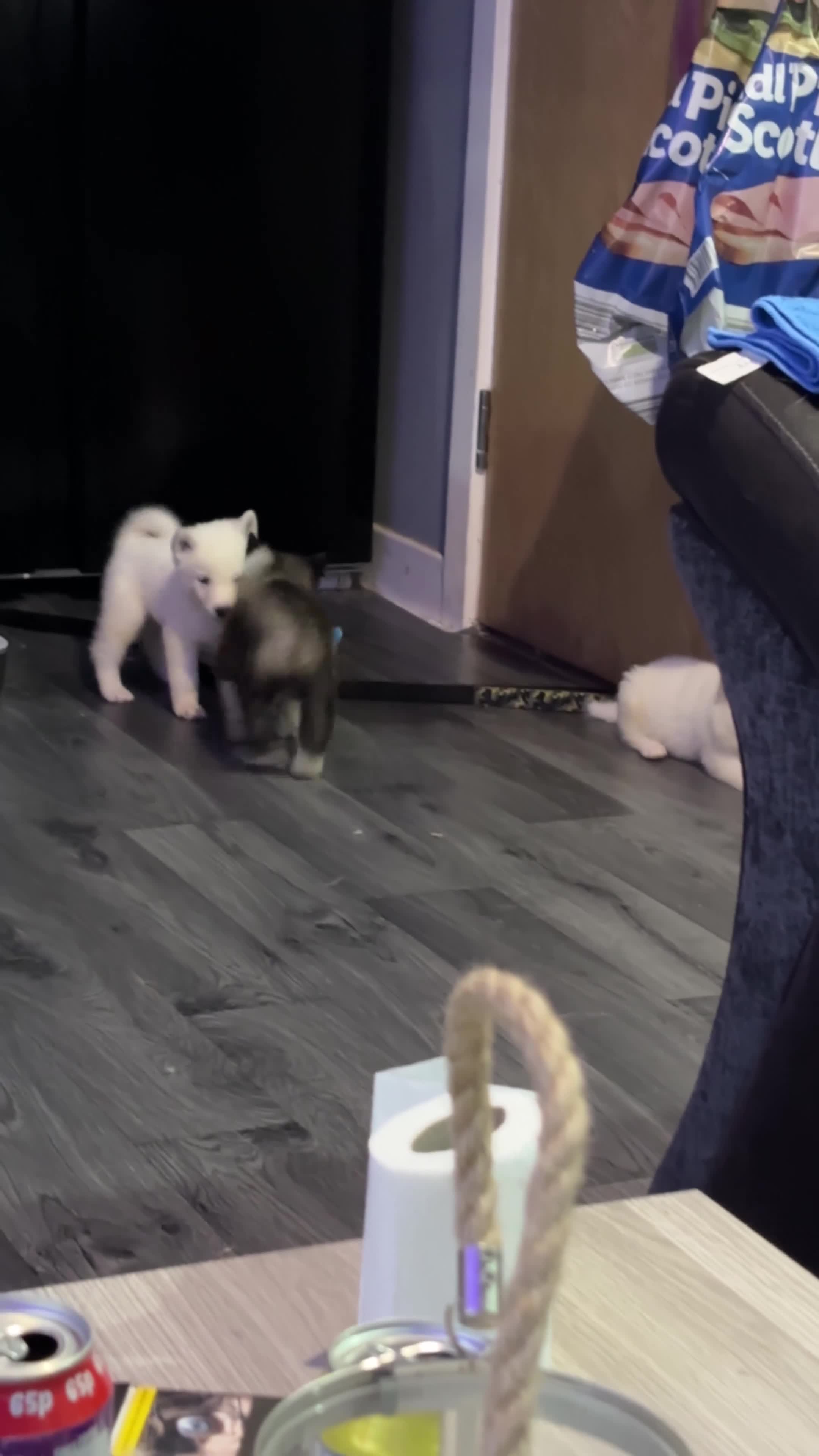 Akita dogs for sale: 4 American Akita puppies left. Ready 13th august! - Video 2