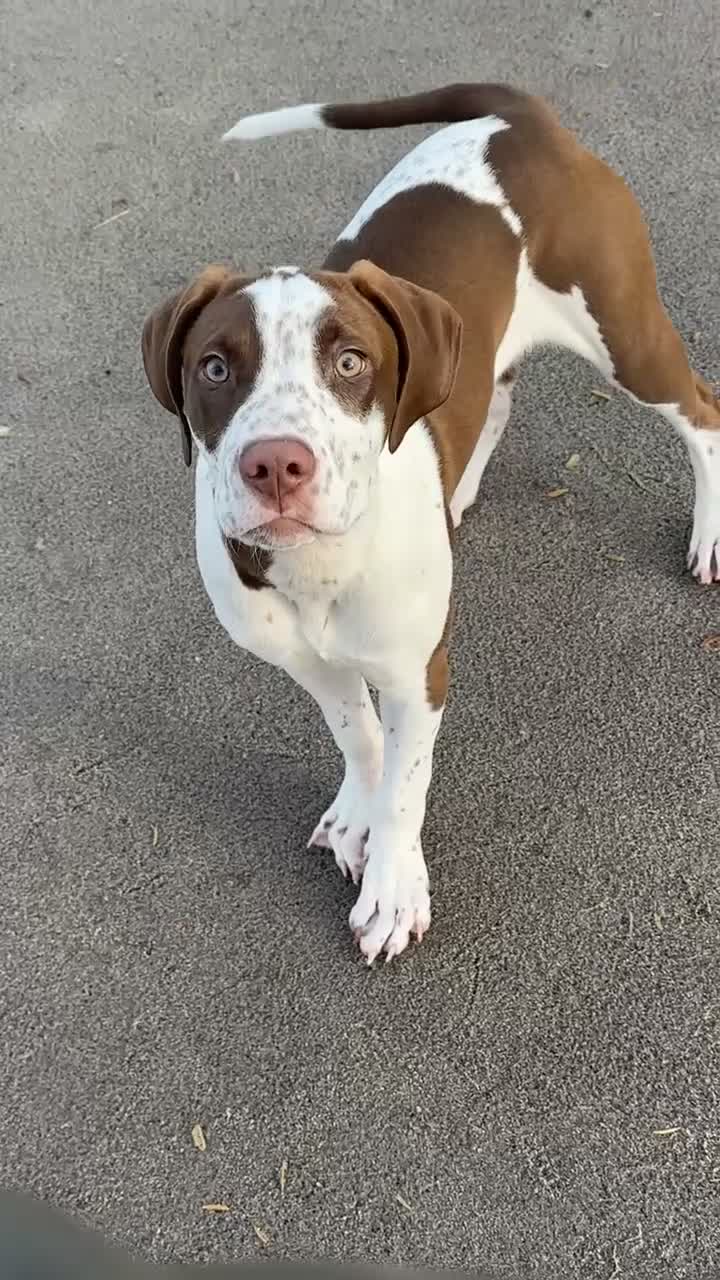 Mixed Breed dogs for sale: boy for sale  - Video 1