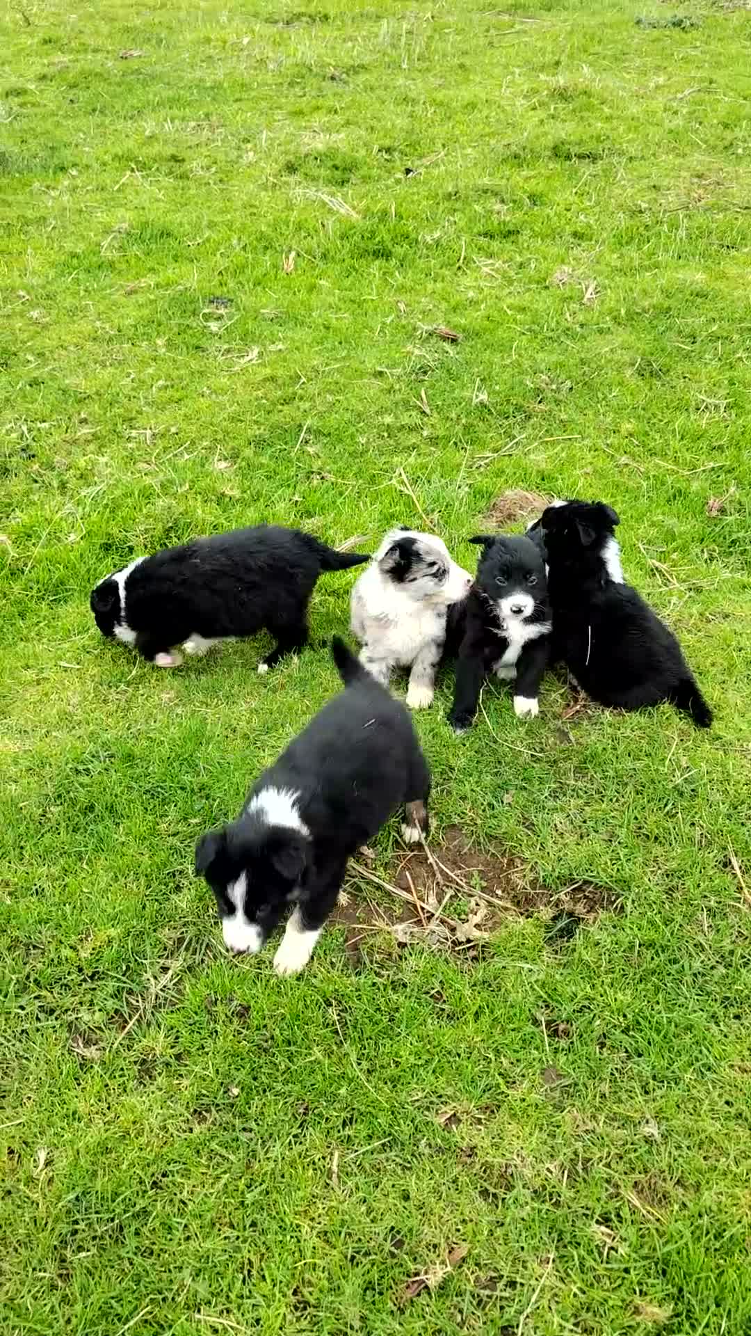 Border Collie dogs for sale: Specialist Bred Border Collie Pups Merle - Video 1