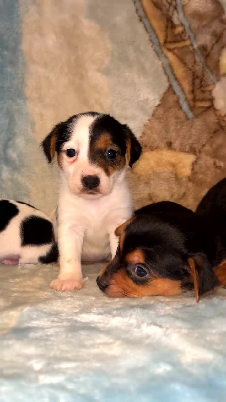 Jack Russell dogs for sale: 6 stunning jackruseel puppues - Video 1